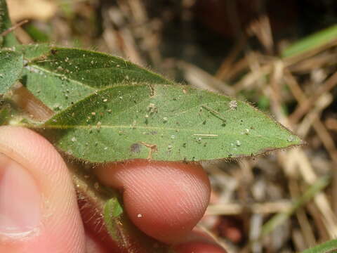 Image of Prickly False Fiddleleaf