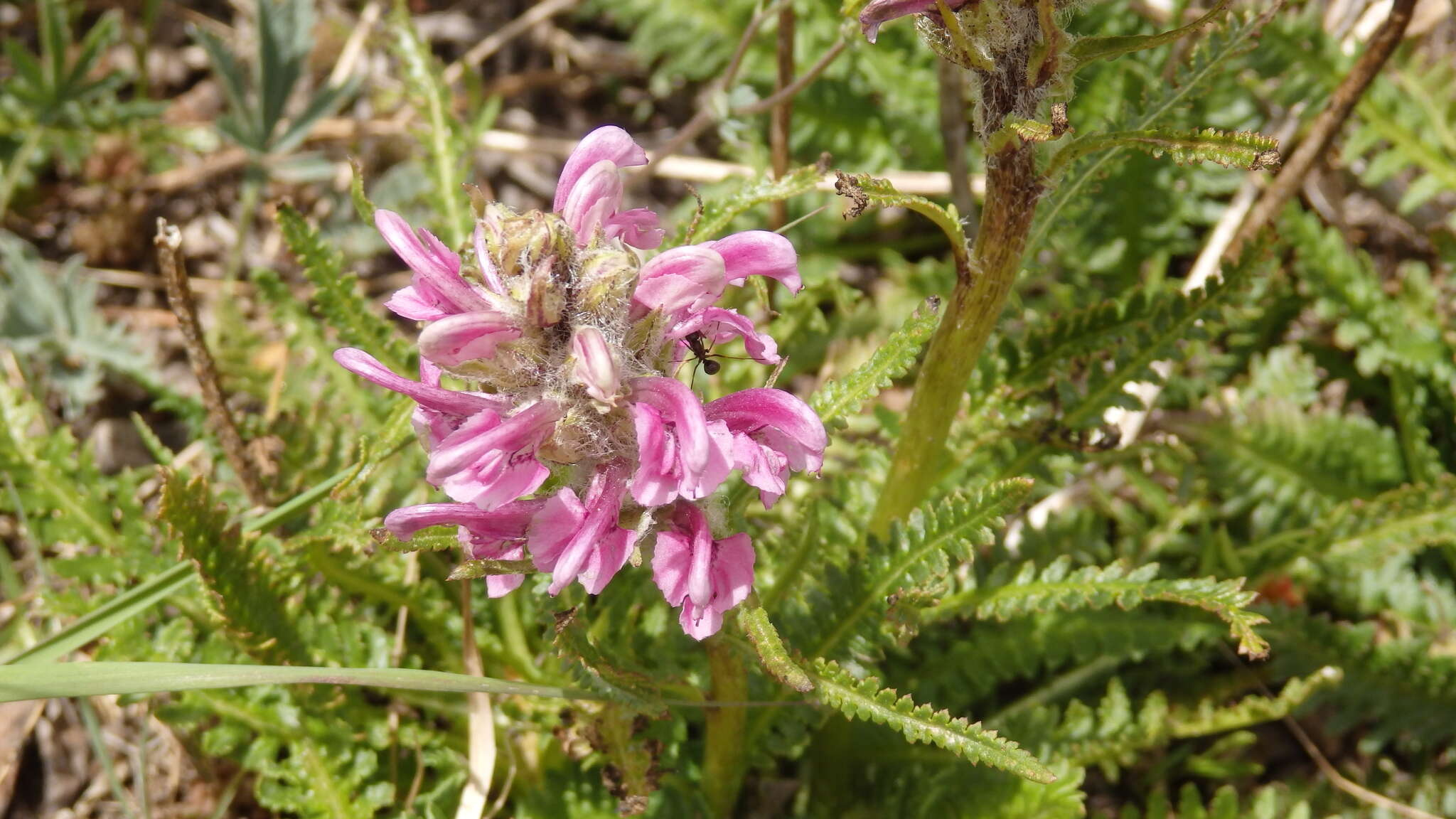 Image of Rocky Mountain Lousewort