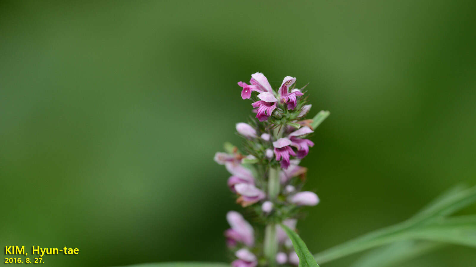 Image of Chinese motherwort