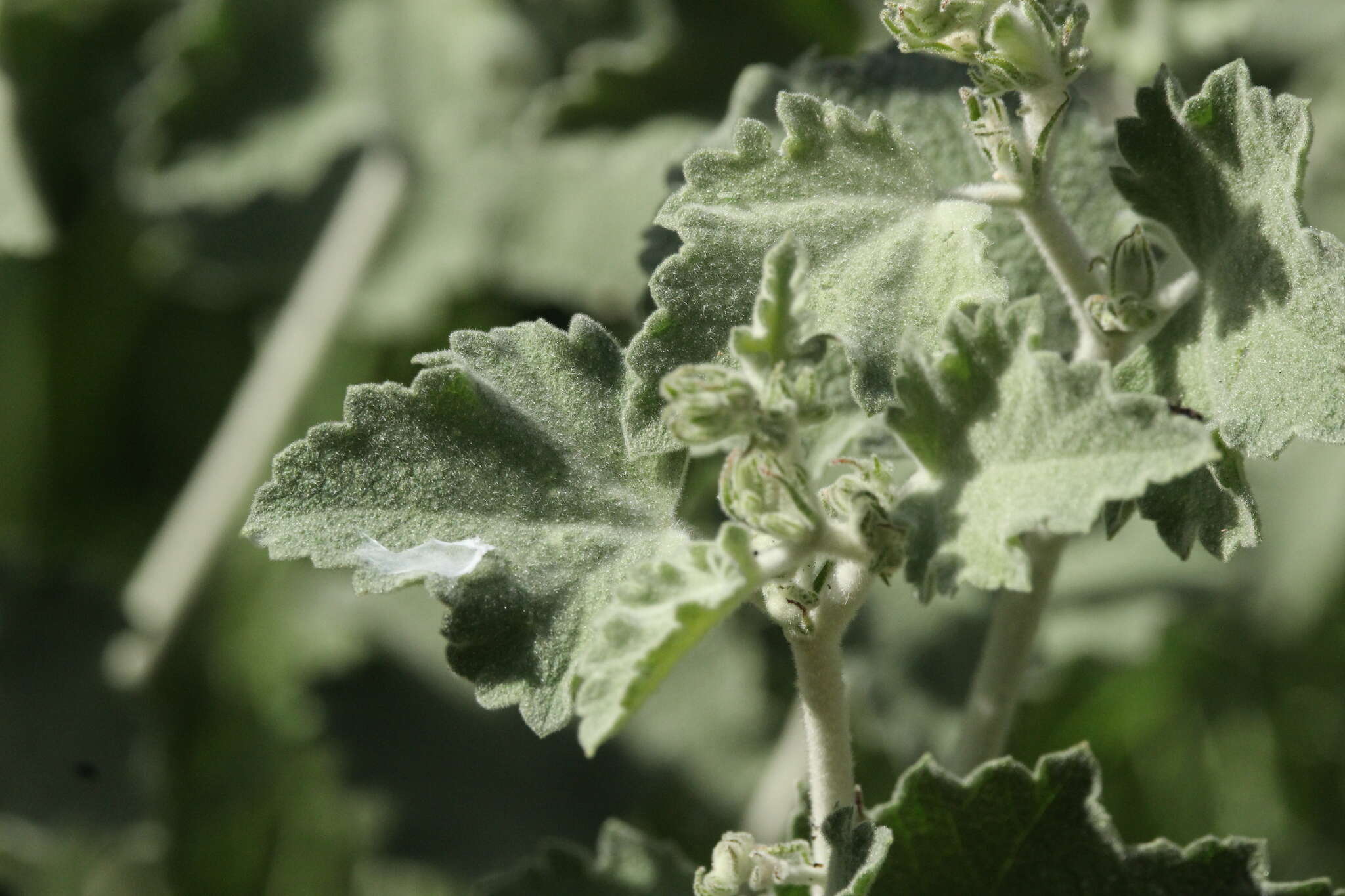 Image of Fremon's bushmallow