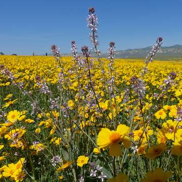 Image of Lemmon's mustard