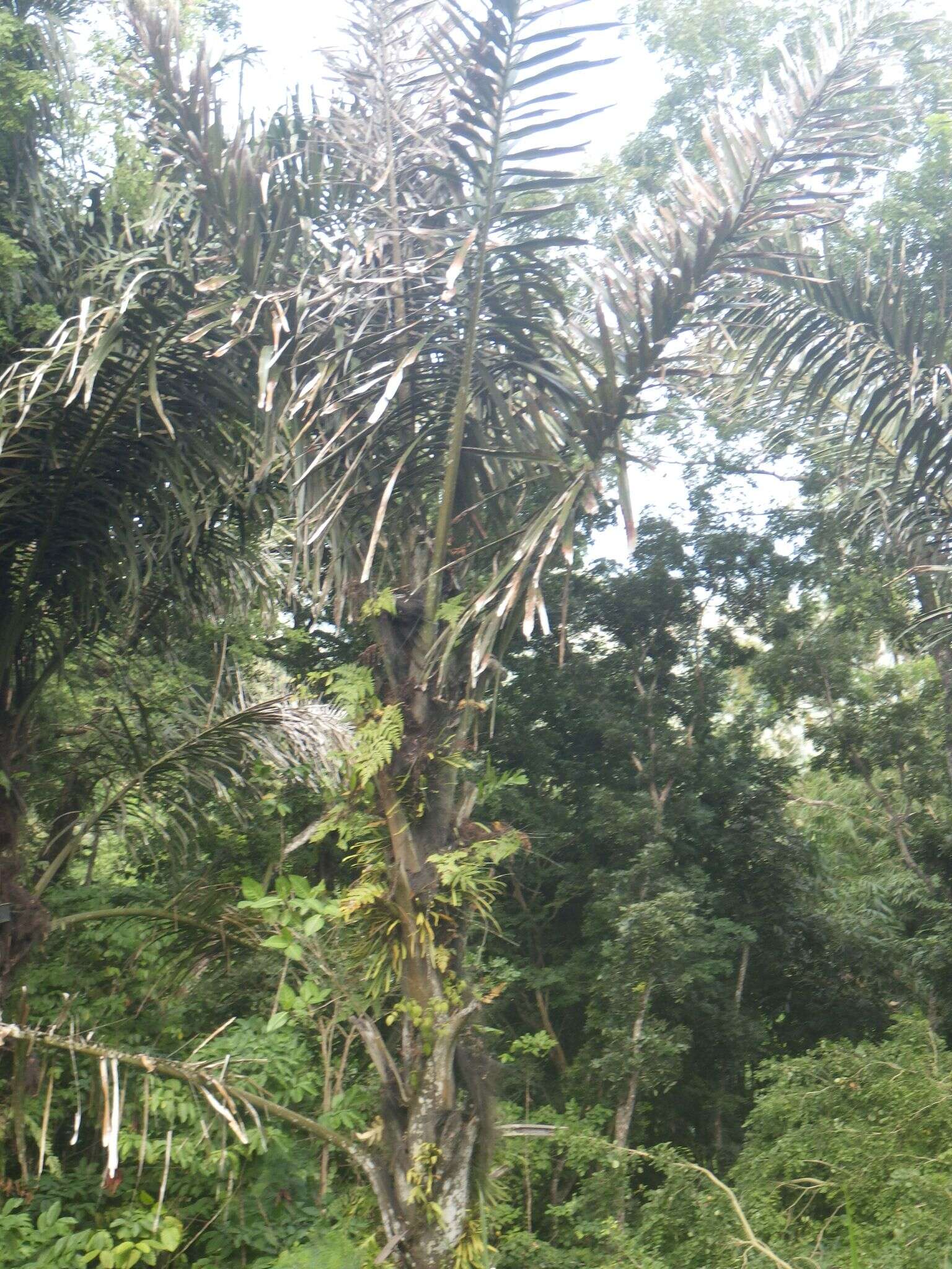 Image of sugar palm