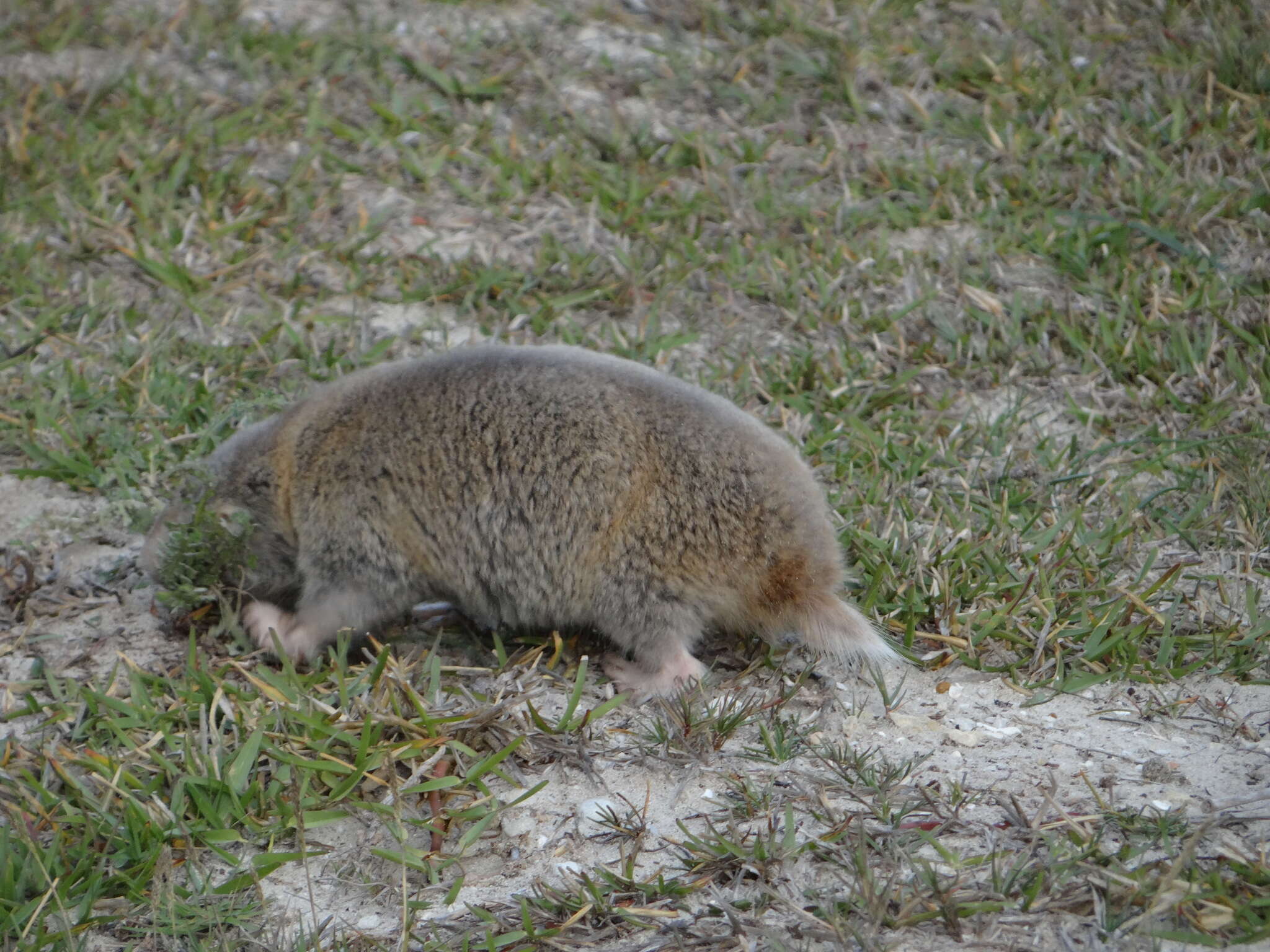 Image of Dune Mole Rats