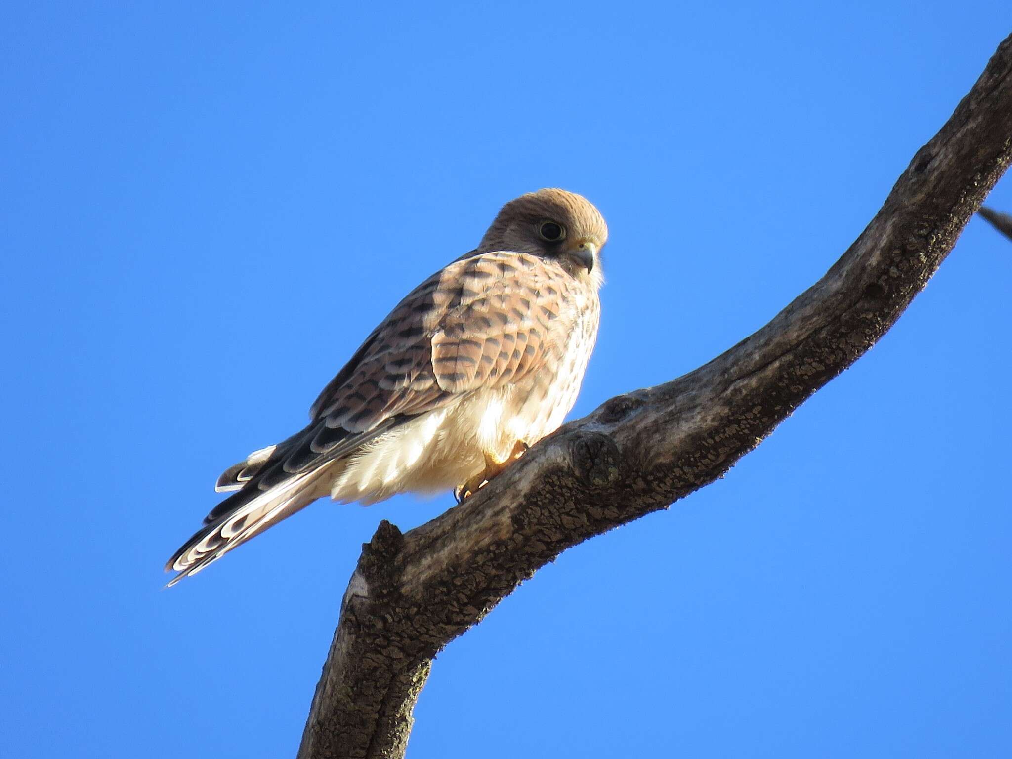 Falco tinnunculus tinnunculus Linnaeus 1758 resmi