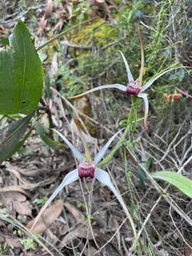 Image of Exotic spider orchid