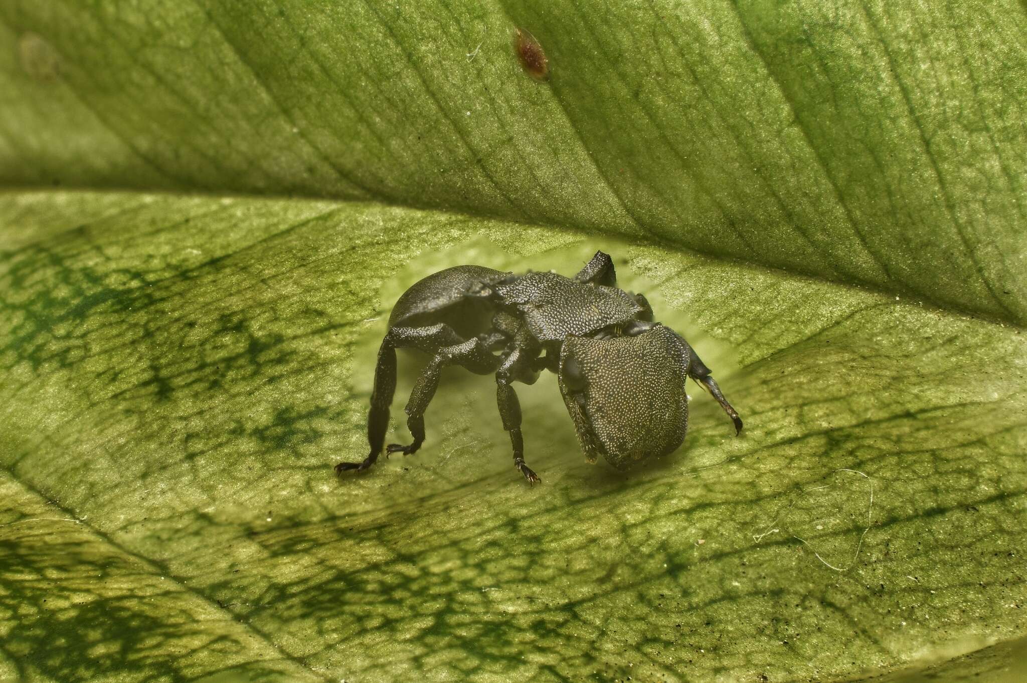 Image of Cephalotes basalis (Smith 1876)