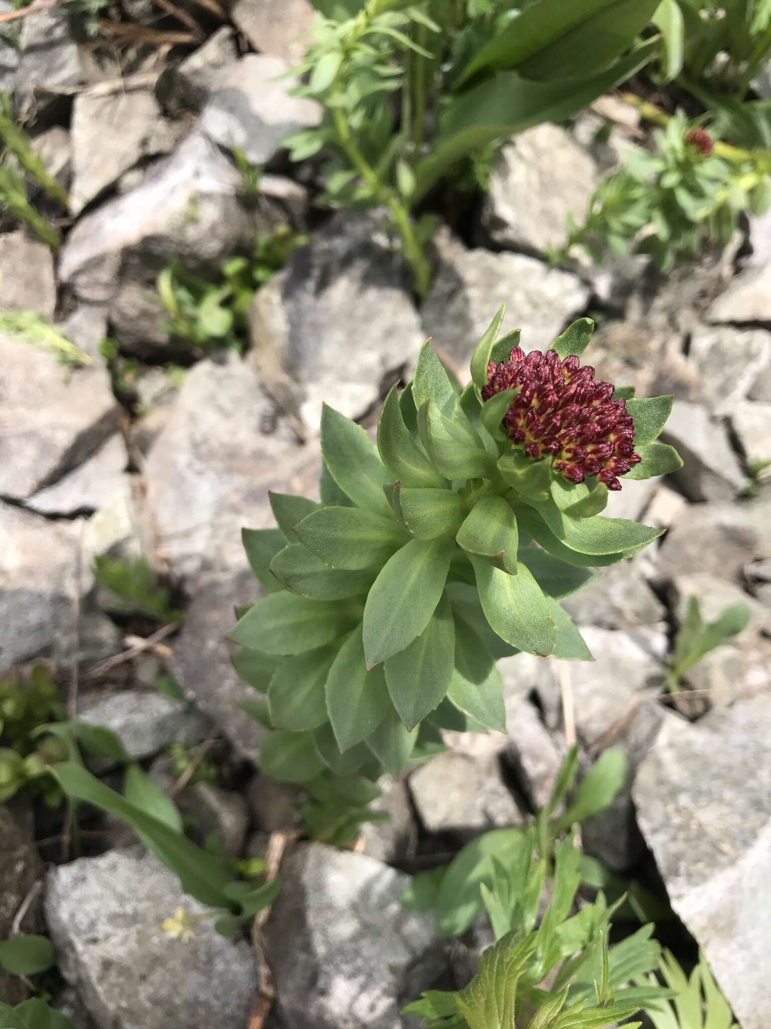 Image of ledge stonecrop