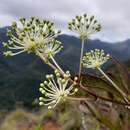 Image of Myodocarpus fraxinifolius Brongn. & Gris