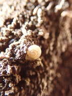 Image of eccentric grass snail