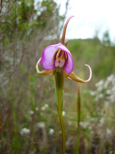 Image of Disperis capensis var. capensis