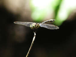 Imagem de Ictinogomphus paulini Watson 1991