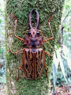 Image of Long-horned beetle