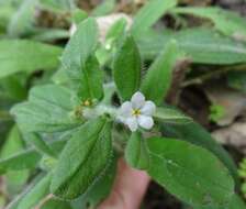 Image of rough stoneseed