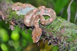 Image of Eyelash Viper