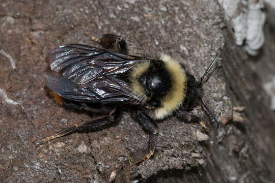 Слика од Bombus rupestris (Fabricius 1793)