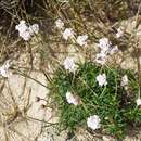 صورة Armeria pubigera (Desf.) Boiss.