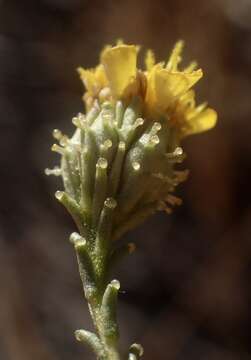 Image of San Joaquin tarweed