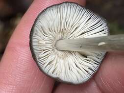 Imagem de Pluteus cubensis (Murrill) Dennis 1953