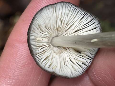 Слика од Pluteus cubensis (Murrill) Dennis 1953