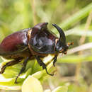 Oryctes nasicornis corniculatus Villa 1833的圖片