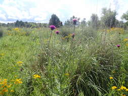 Imagem de Cirsium grahamii A. Gray