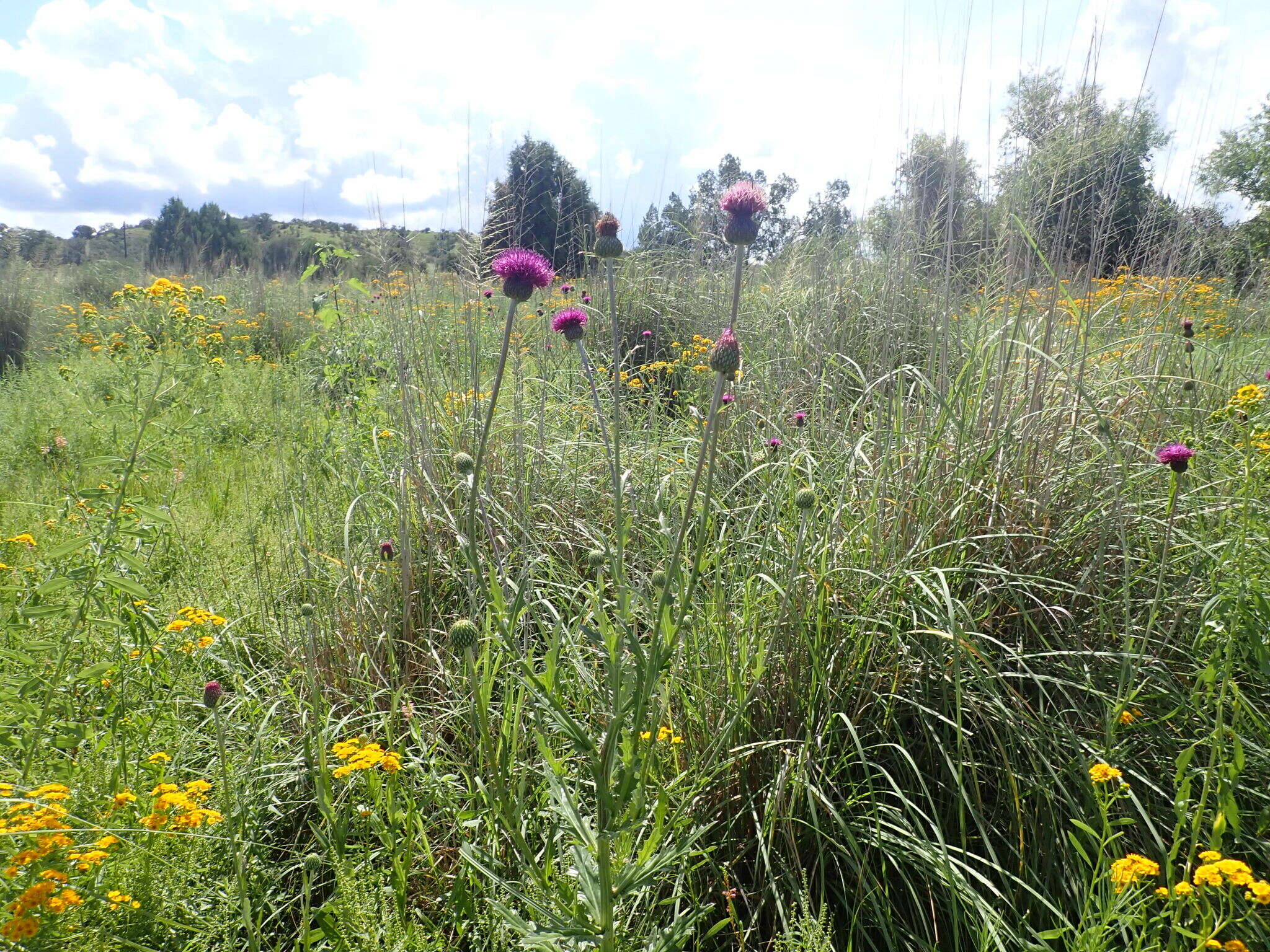 Imagem de Cirsium grahamii A. Gray