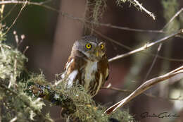 Image of Tamaulipas Pygmy Owl