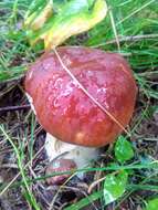 Image of Boletus pinophilus Pilát & Dermek 1973