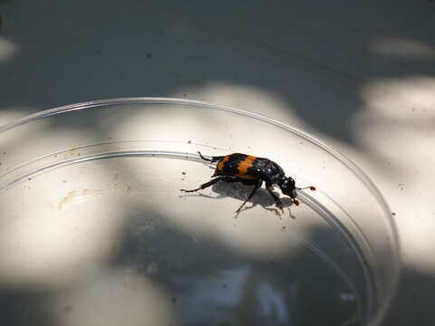 Image of Nicrophorus (Nicrophorus) mexicanus (Matthews & A. 1887)