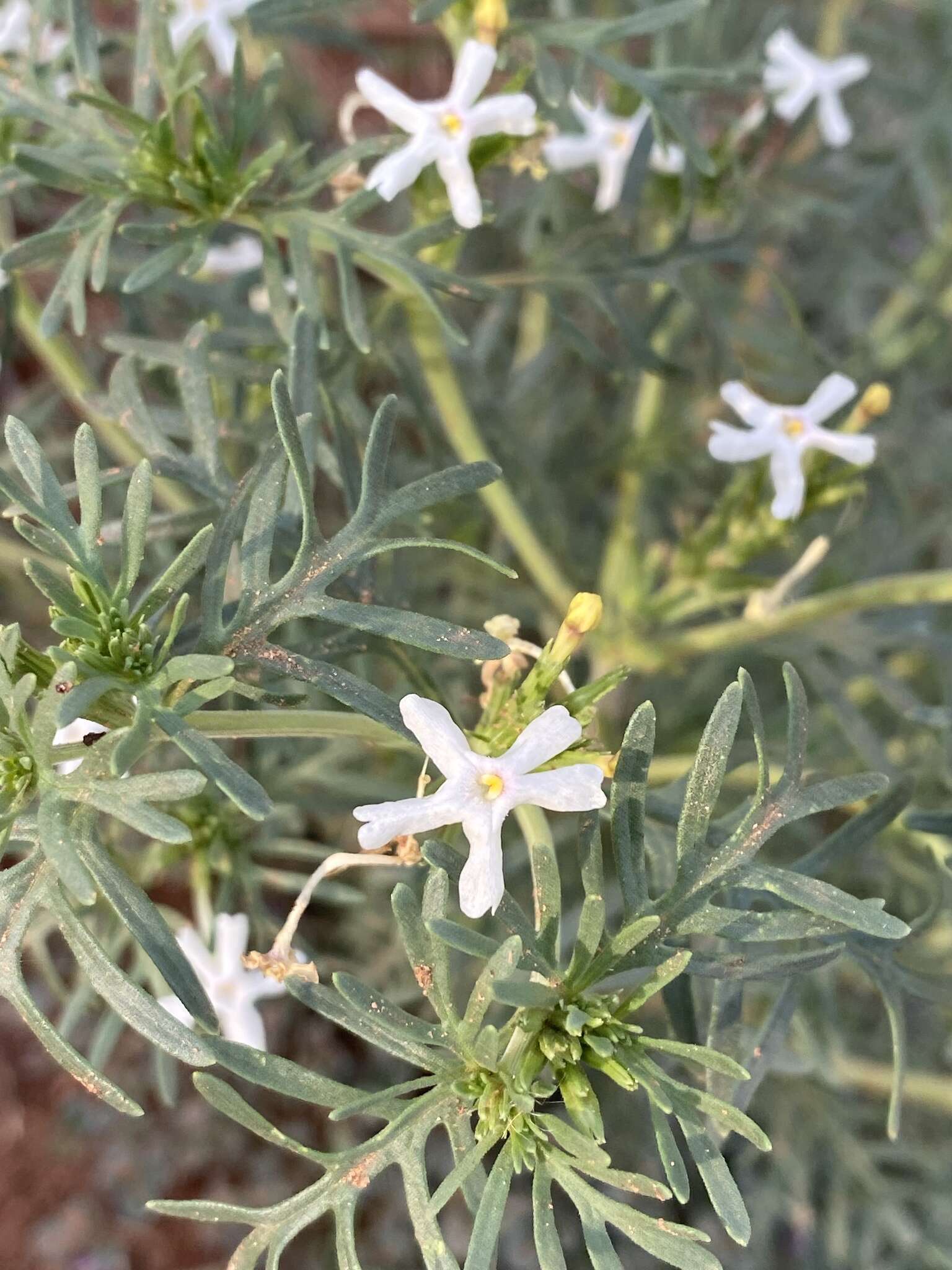 Plancia ëd Chascanum pinnatifidum (L. fil.) E. Mey.