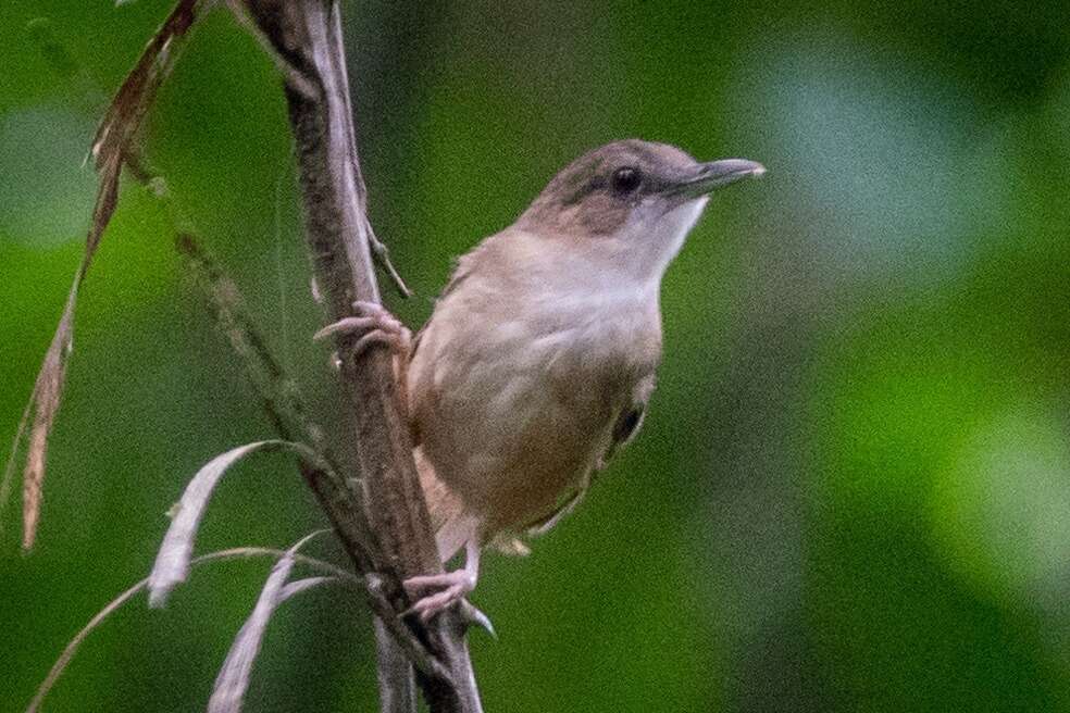 Image of Horsfield's Babbler