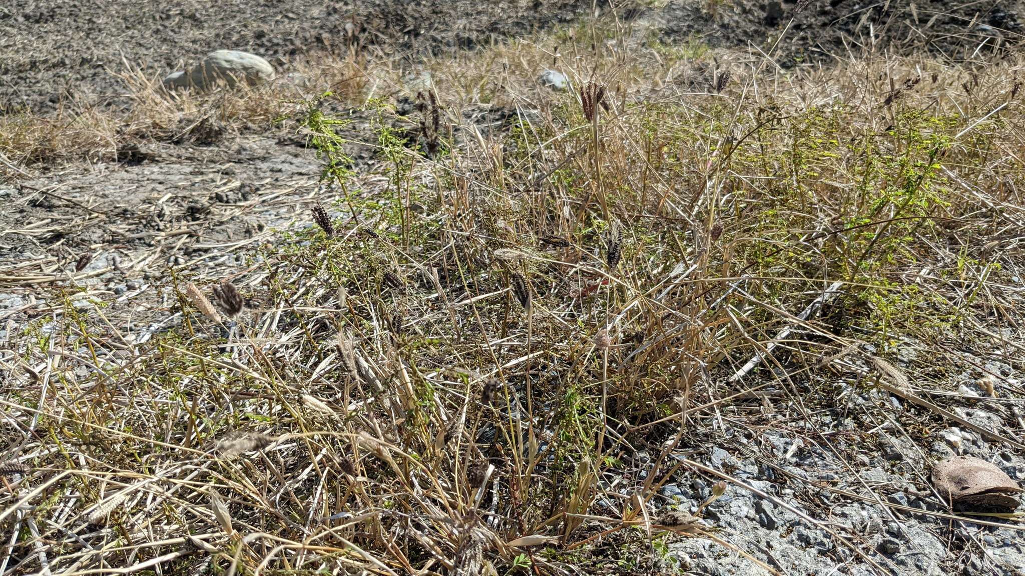 Plancia ëd Chloris pilosa Schumach.