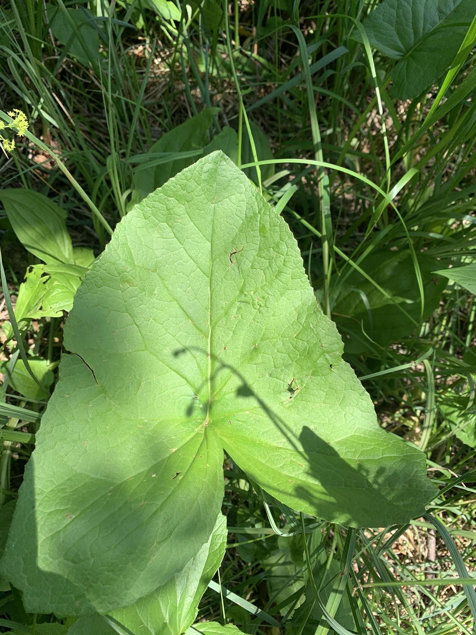 Image of Ligularia subsagittata Pojark.