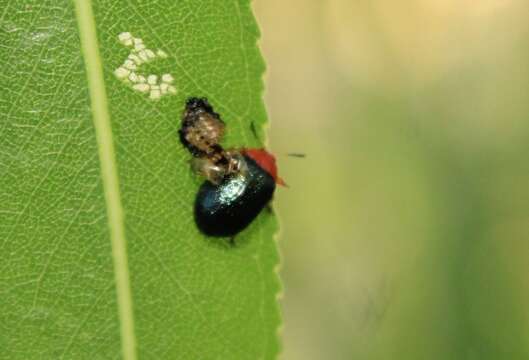 Image of Plagiodera (Plagiomorpha) arizonae Crotch 1873