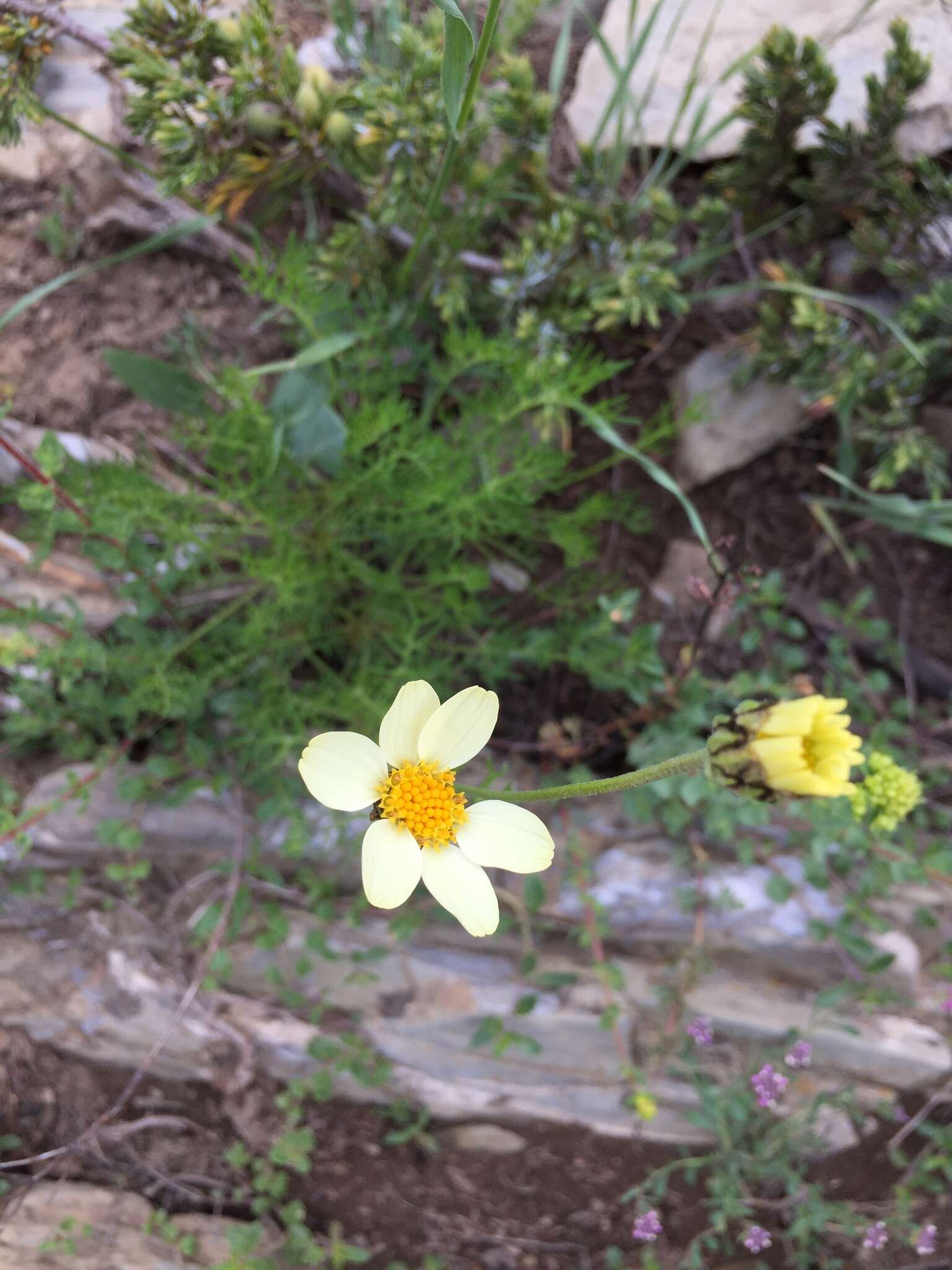 Image of Tanacetum zahlbruckneri (Náb.) Grierson