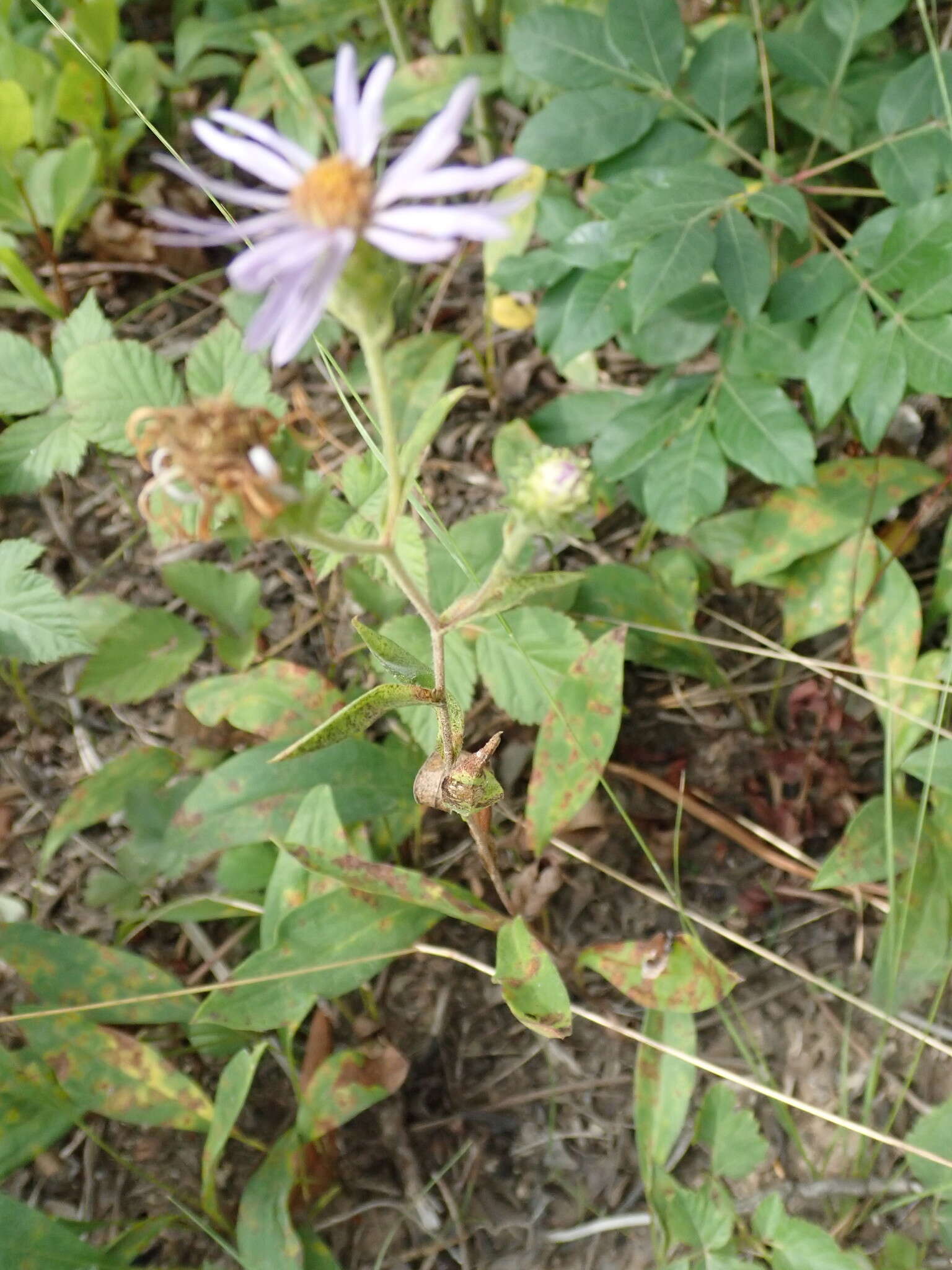 Image of eastern showy aster