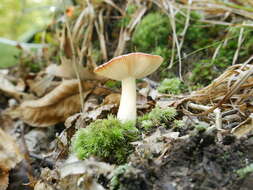 Image de Russula paraemetica Reumaux 1997