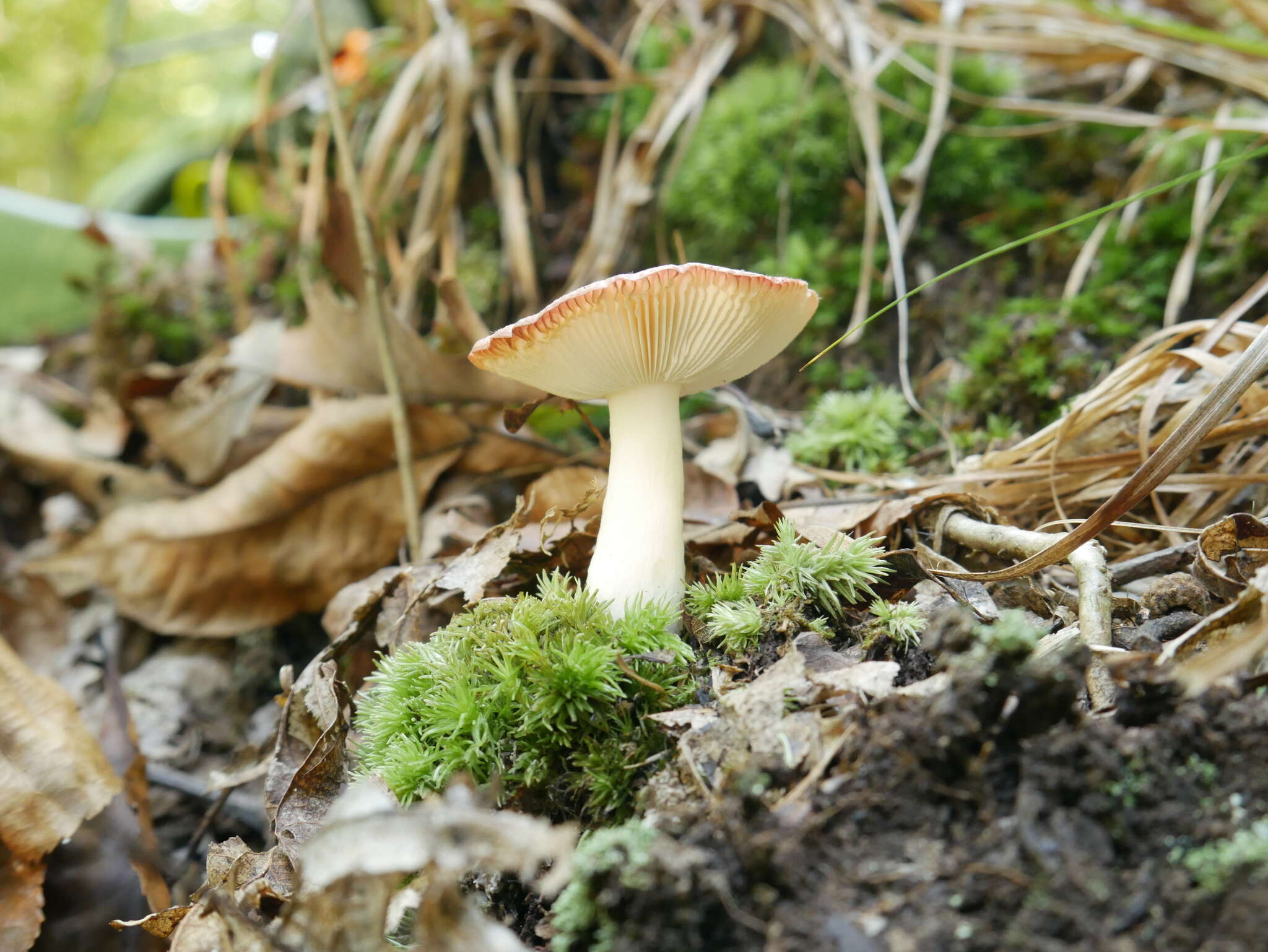 Image de Russula paraemetica Reumaux 1997