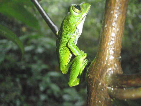 Image of Amani Forest Treefrog