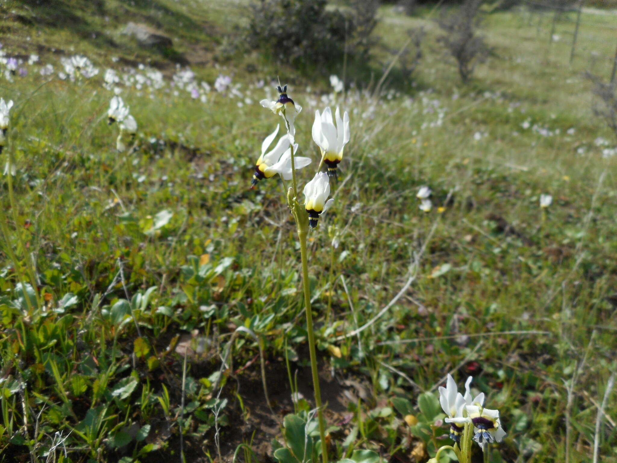 Image de Dodecatheon clevelandii subsp. clevelandii