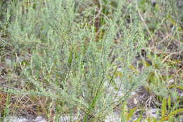 Image of false rosemary