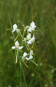 Habenaria linearifolia Maxim. resmi