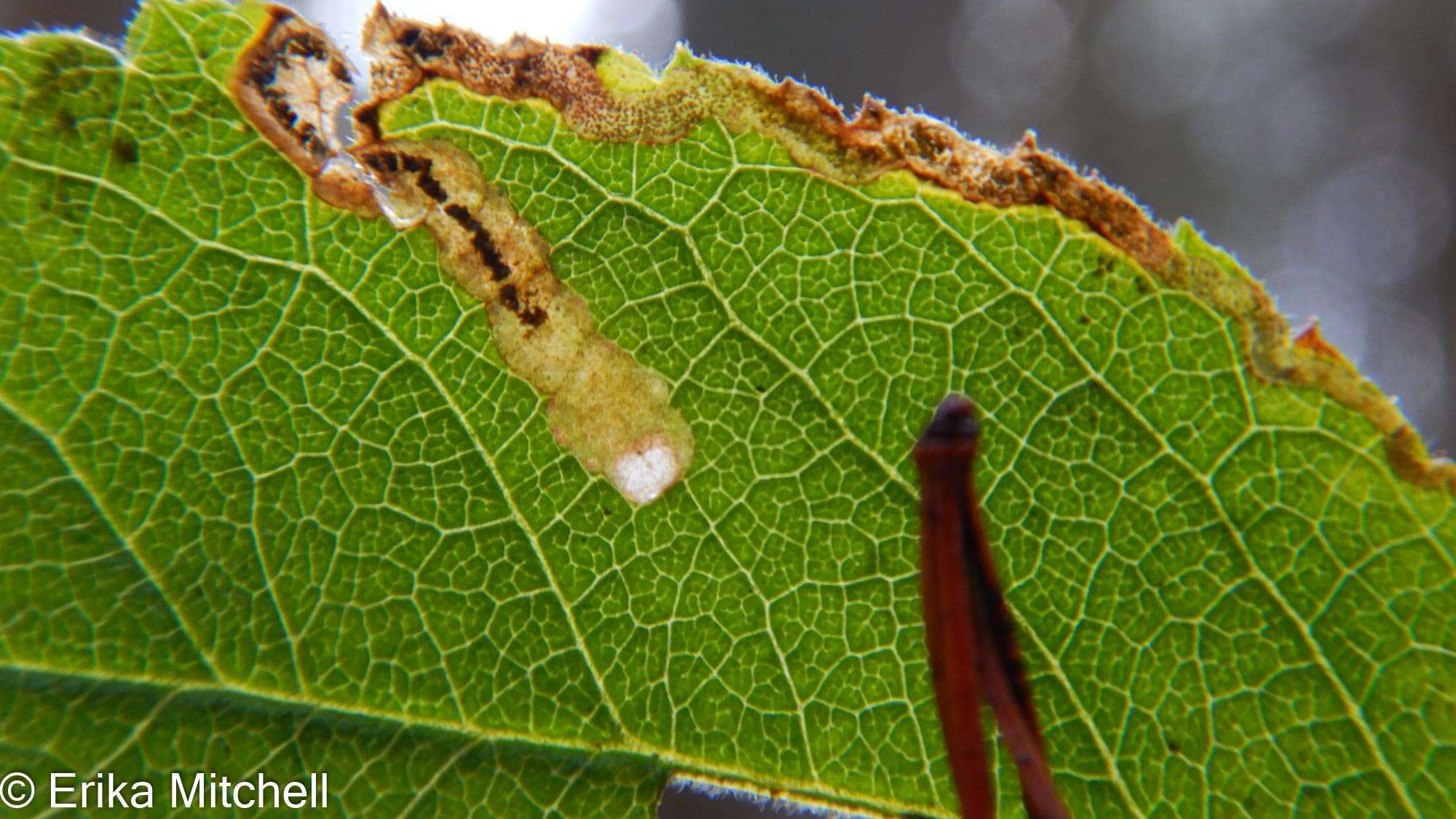 Image of Stigmella rosaefoliella (Clemens 1861) Wilkinson et al. 1979