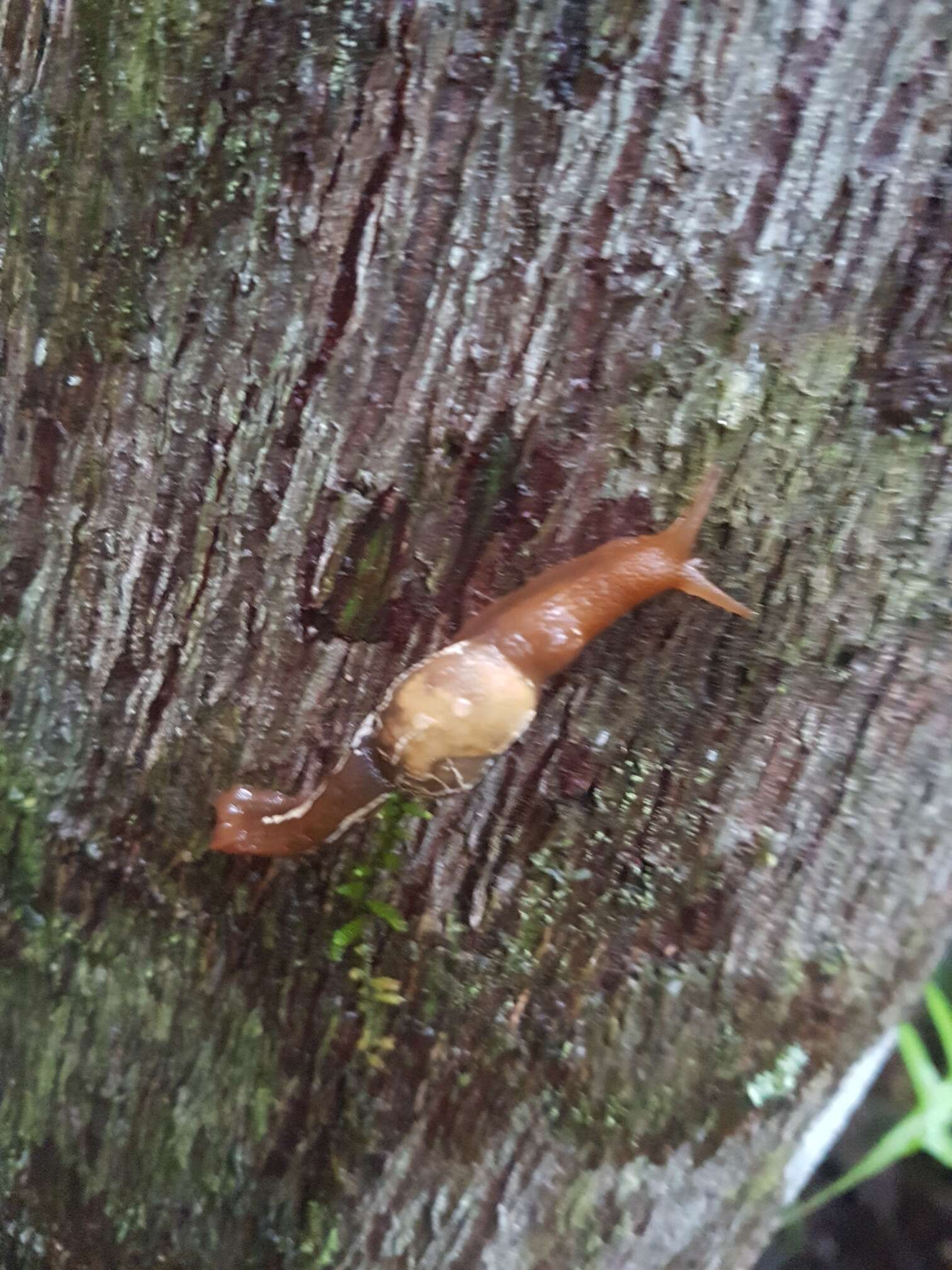 Image of Cucullarion albimaculosus Stanisic 2010