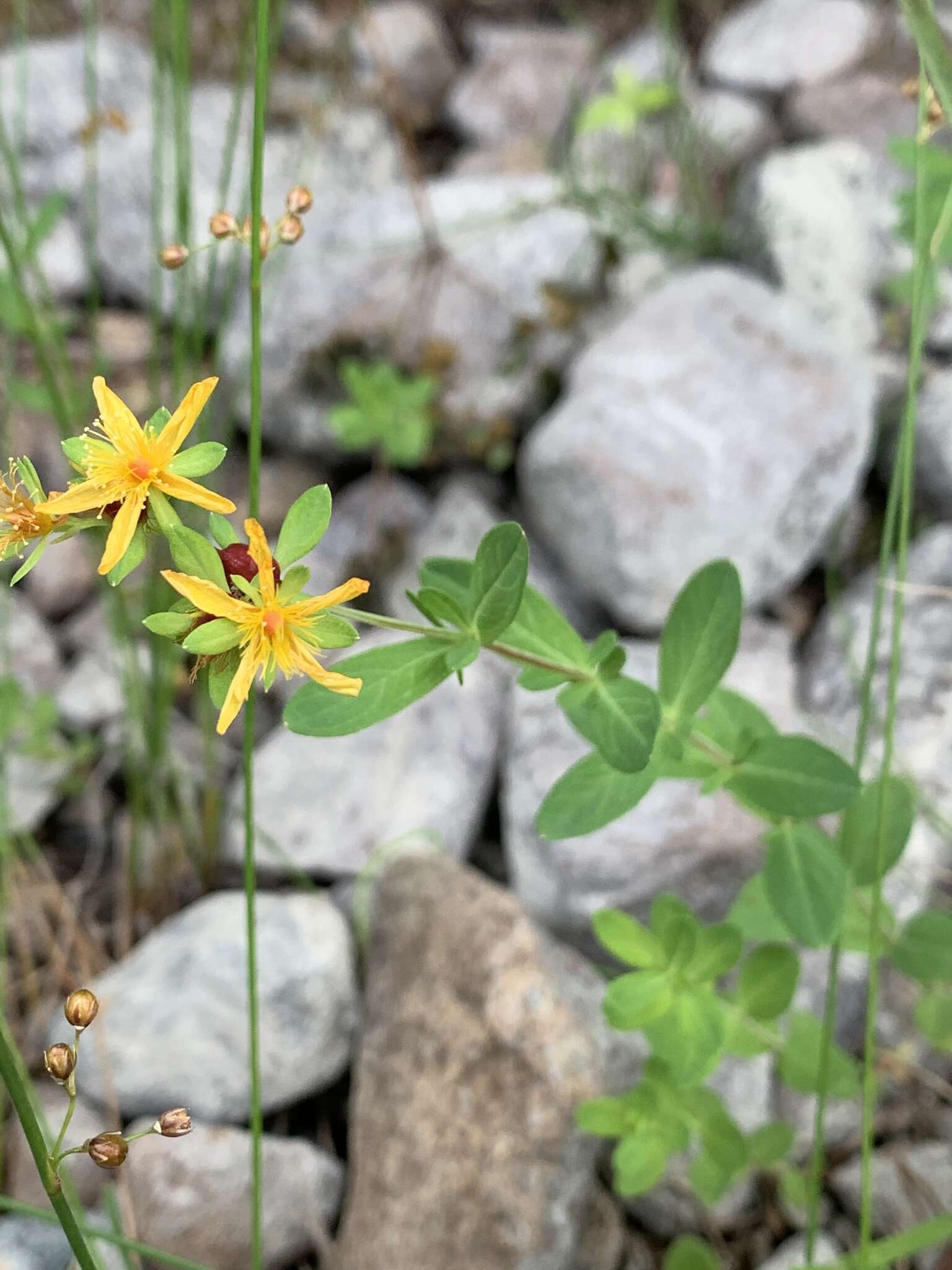 Image de Hypericum ellipticum Hook.