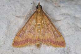 Image of Pyrausta onythesalis Walker 1859