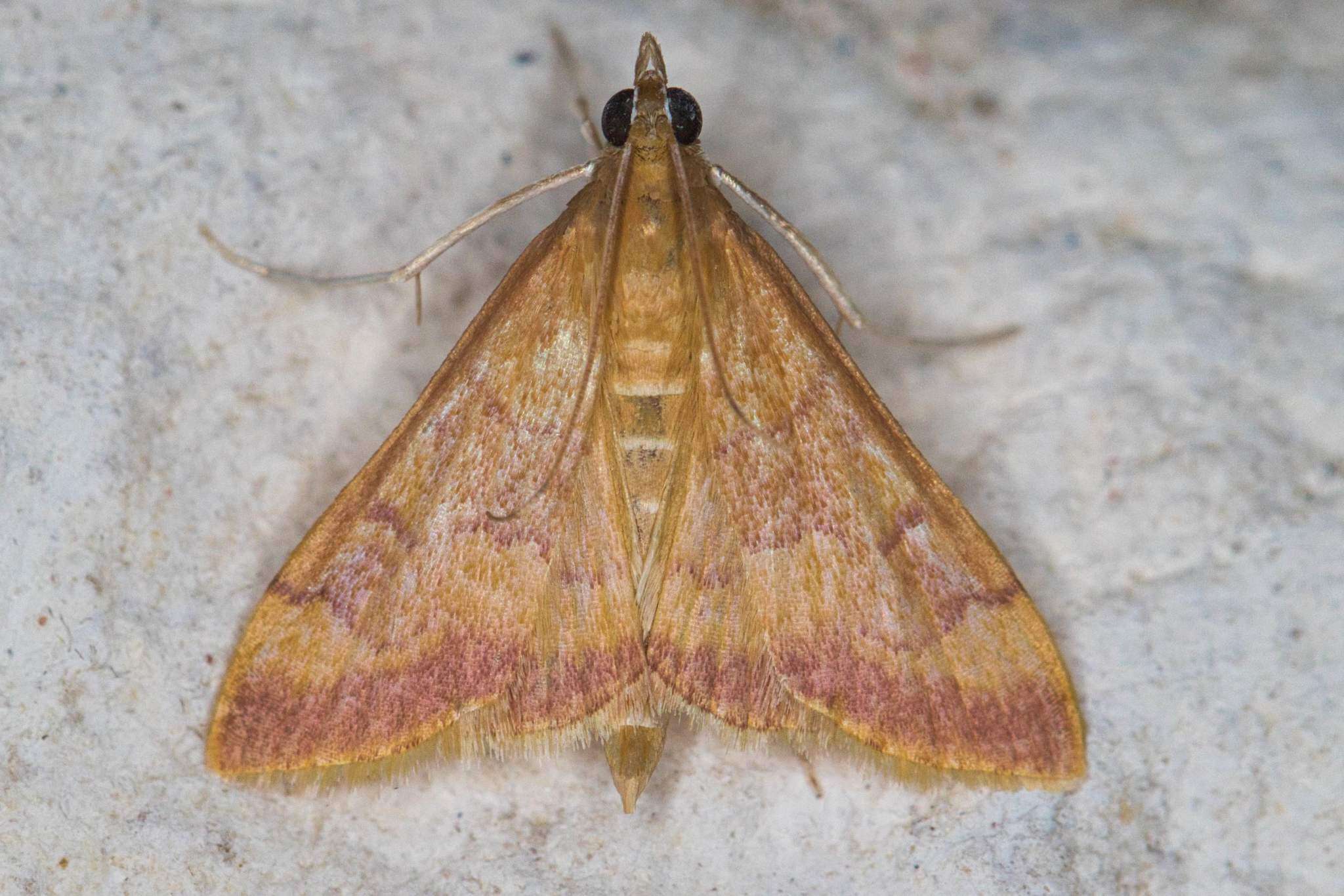 Image of Pyrausta onythesalis Walker 1859