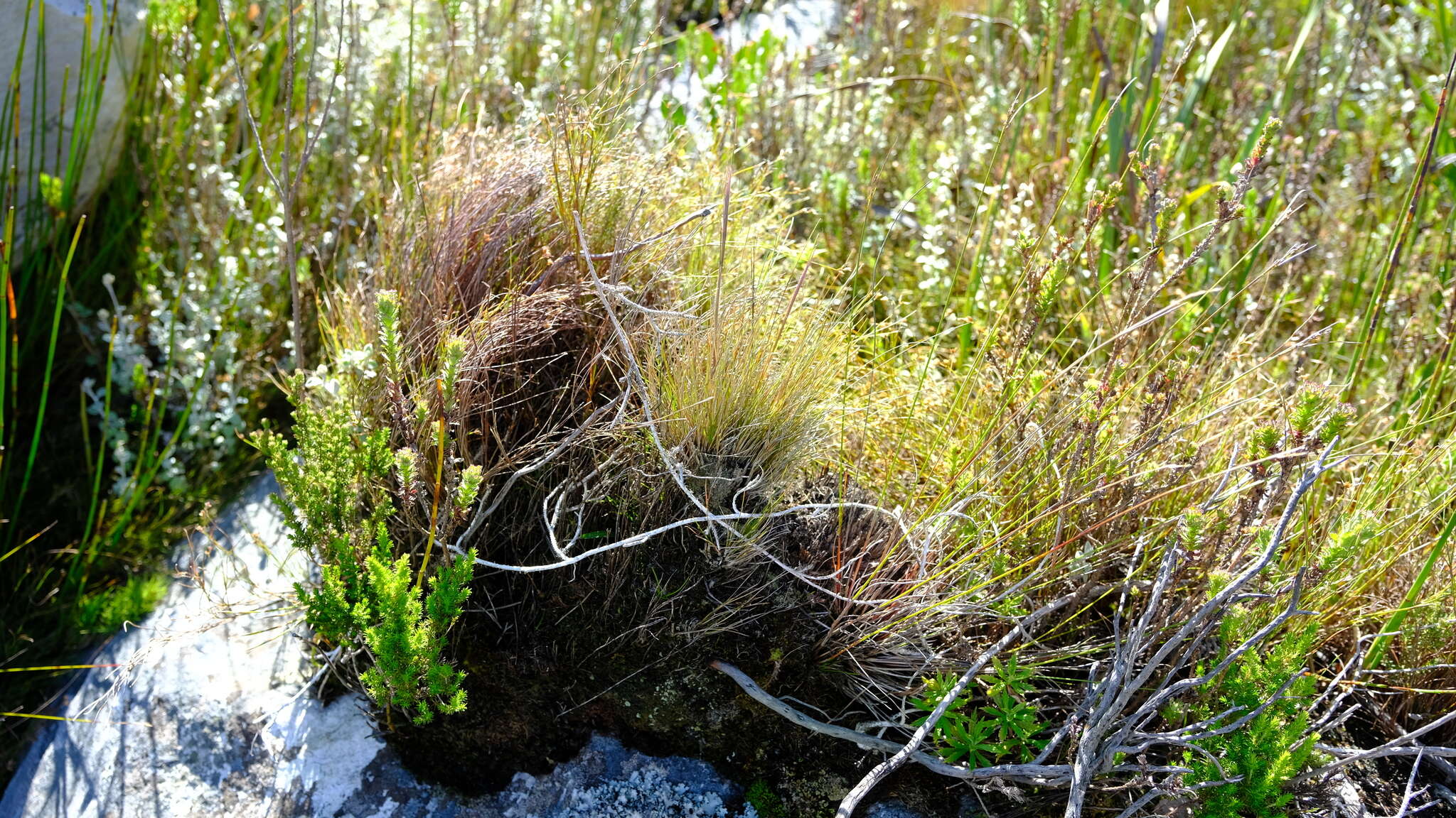 Image of Anthochortus crinalis (Mast.) H. P. Linder