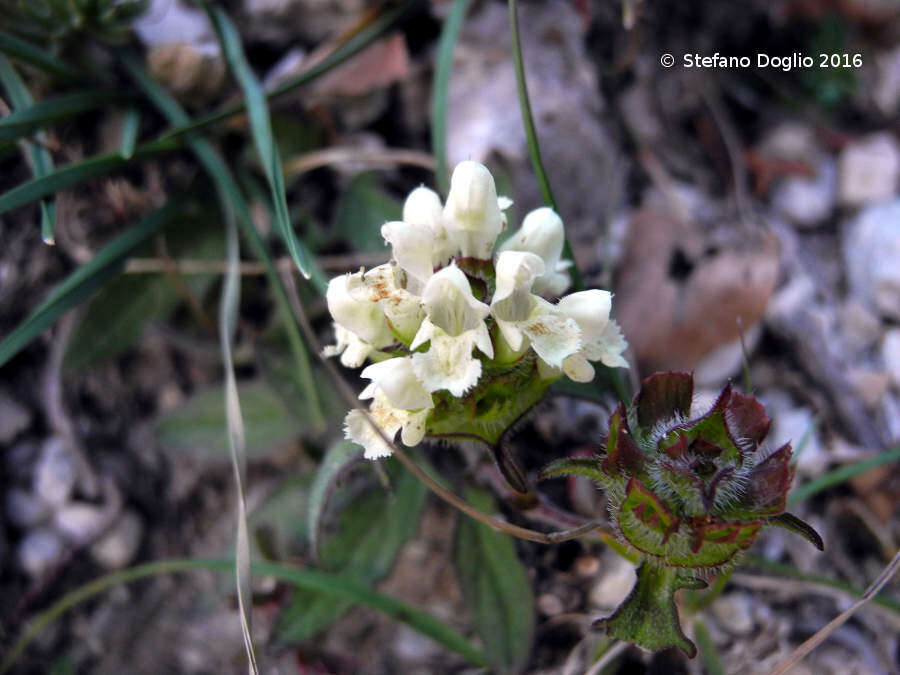 Image of cutleaf selfheal