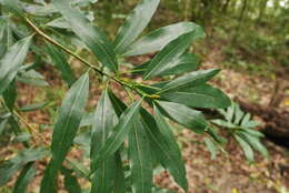 Plancia ëd Machilus japonica Sieb. & Zucc.